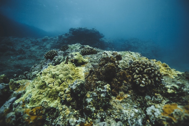 Banzai Divers Hawaii photograph
