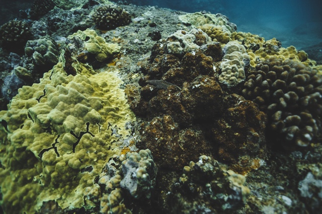 Banzai Divers Hawaii photograph