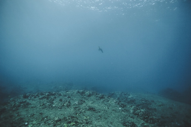 Banzai Divers Hawaii photograph