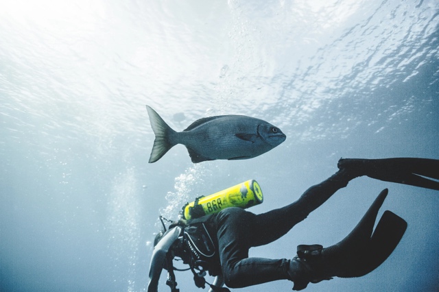 Banzai Divers Hawaii photograph