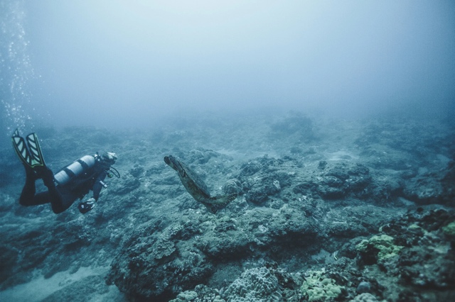 Banzai Divers Hawaii photograph