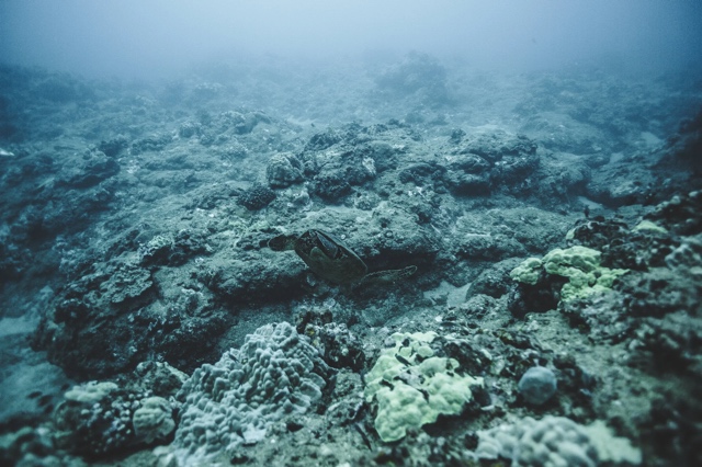 Banzai Divers Hawaii photograph