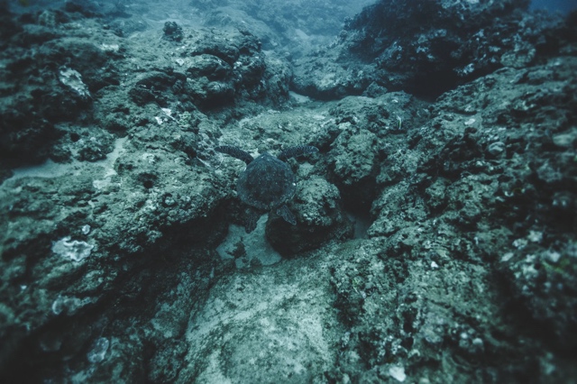 Banzai Divers Hawaii photograph