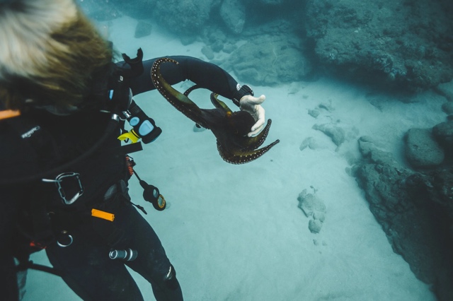 Banzai Divers Hawaii photograph