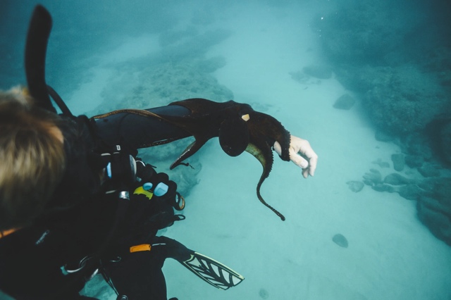 Banzai Divers Hawaii photograph