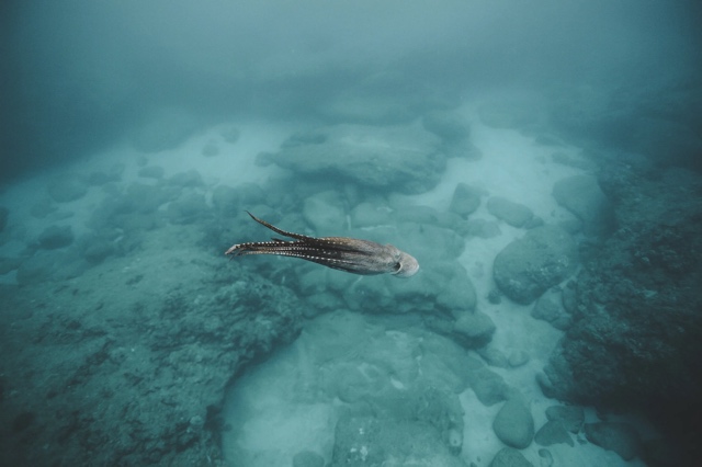 Banzai Divers Hawaii photograph