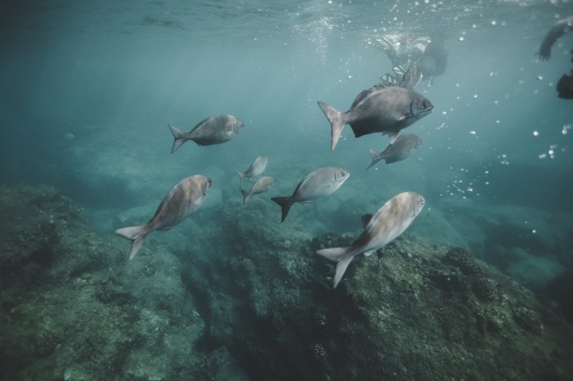 Banzai Divers Hawaii photograph