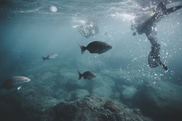 Banzai Divers Hawaii photograph