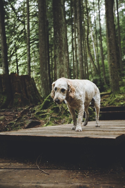 British Columbia, Canada photograph