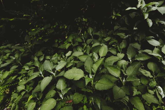 Costa Rica photograph
