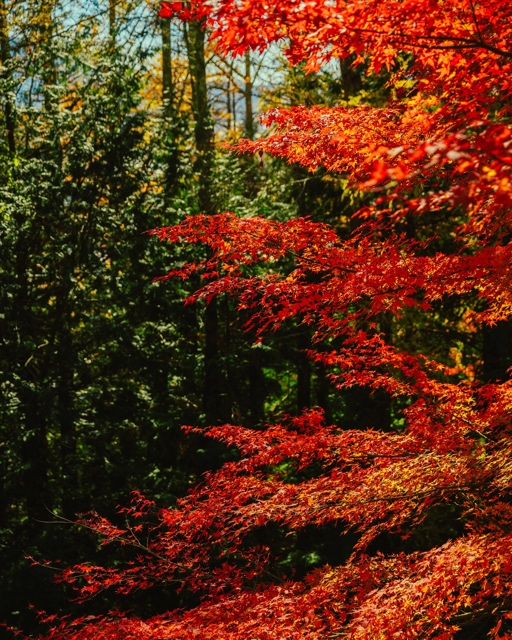 Japan photograph