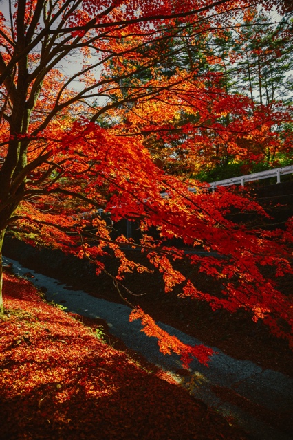 Japan photograph