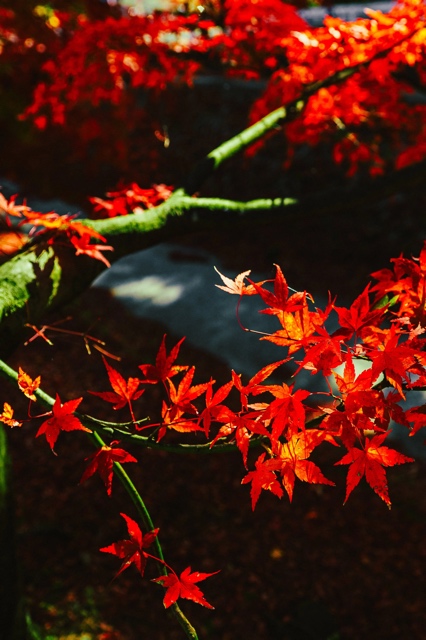 Japan photograph