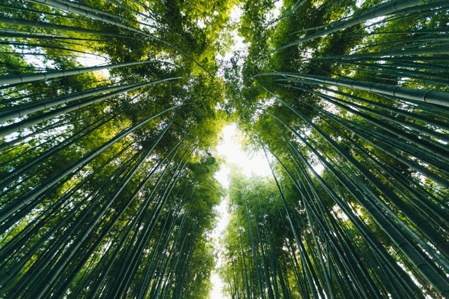 Japan photograph