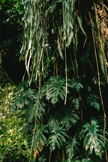 Oahu photograph