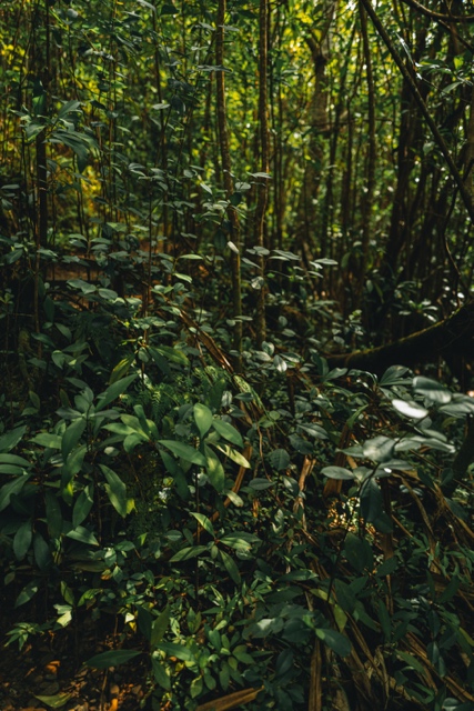 Oahu photograph