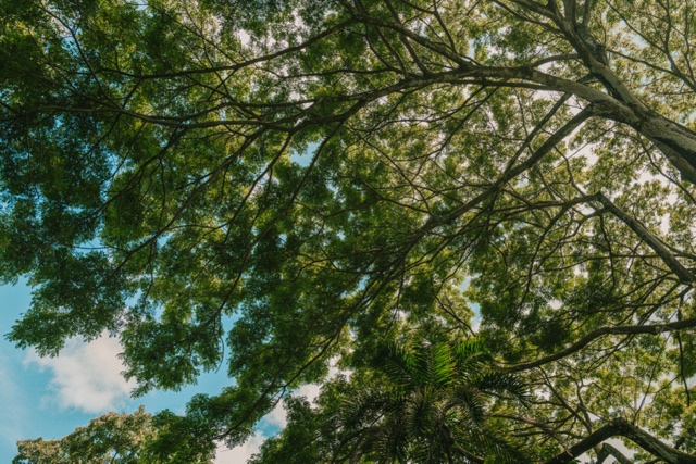 Oahu photograph