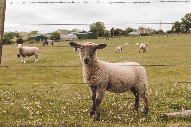 Scotland photograph