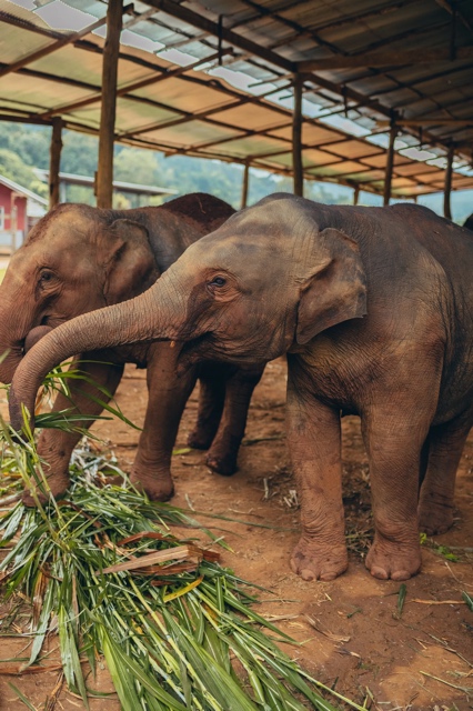 Thailand photograph