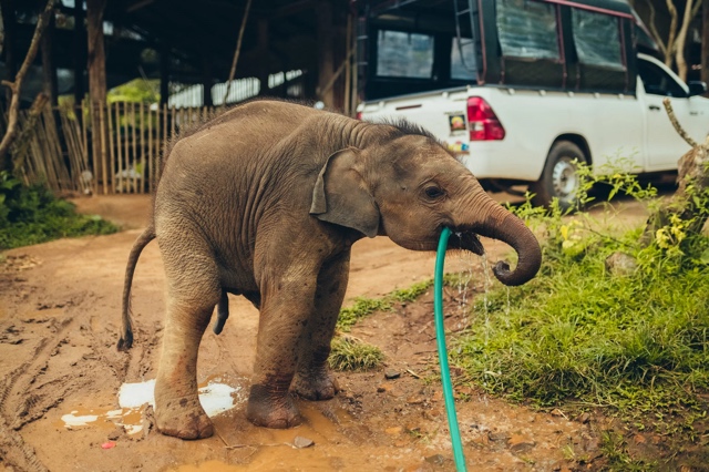 Thailand photograph
