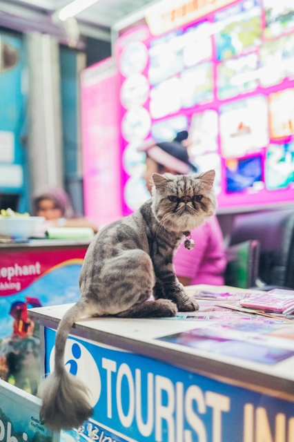 Thailand photograph