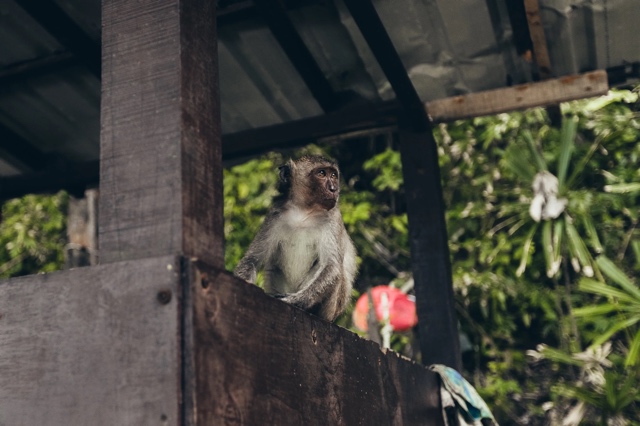 Thailand photograph