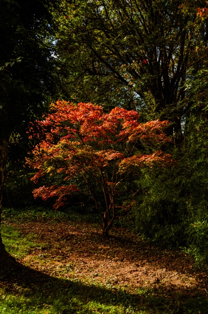 Washington photograph